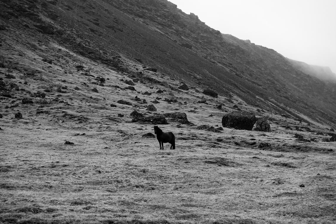 Lone Horse