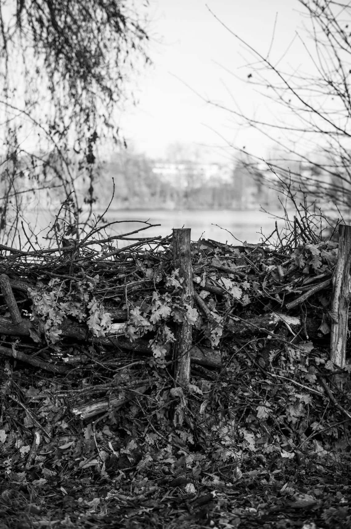 Hedge