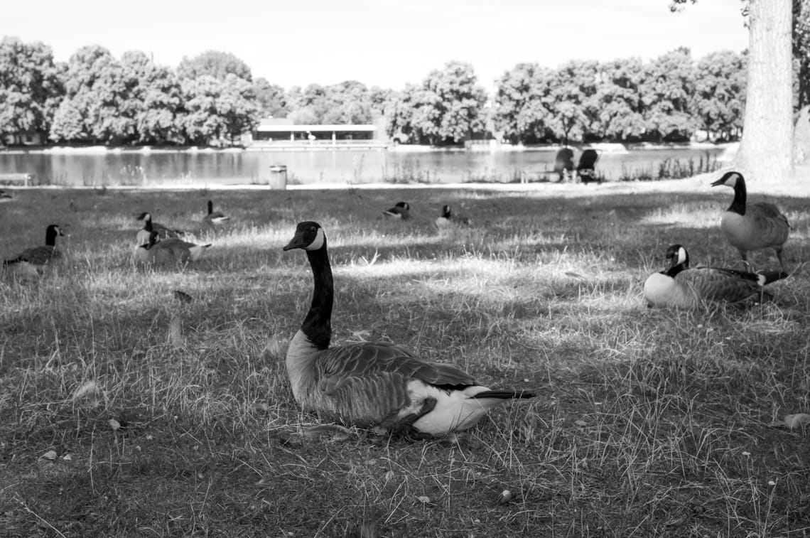 Aachener Weiher