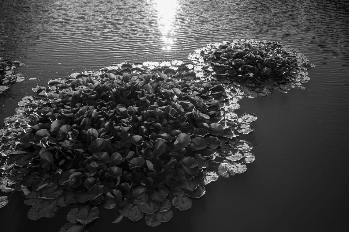 Water Lillies