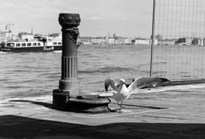 Giudecca Canal