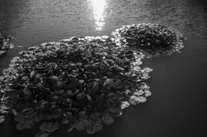 Water Lillies