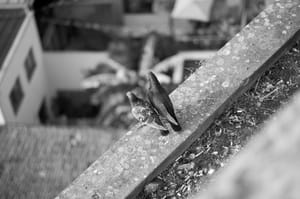 Pigeons of Porto