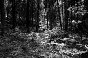 In the Woods